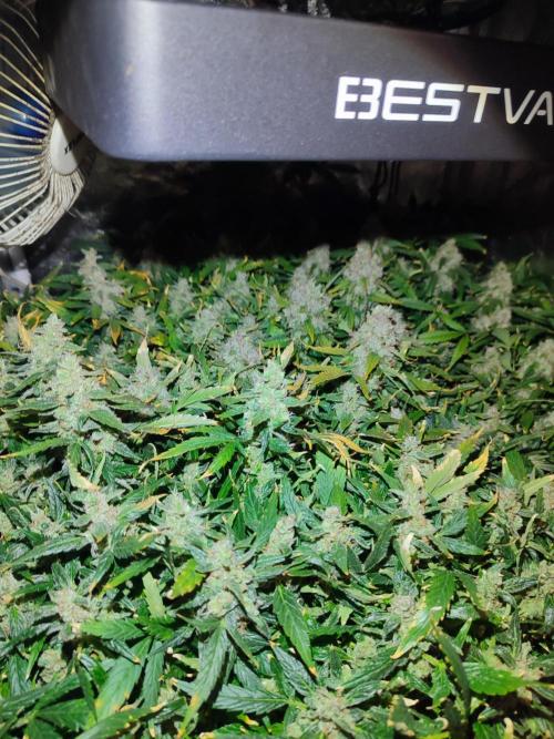 Hydro Aero French Eternity Grow Cup 2026. Week 14