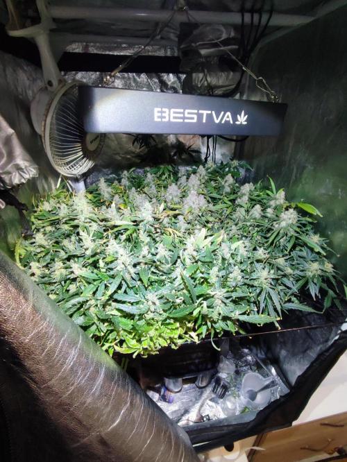 Hydro Aero French Eternity Grow Cup 2026. Week 14