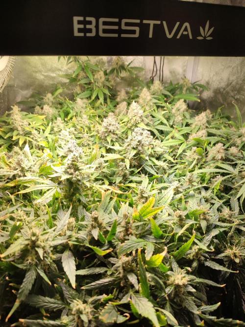 Hydro Aero French Eternity Grow Cup 2026. Week 14