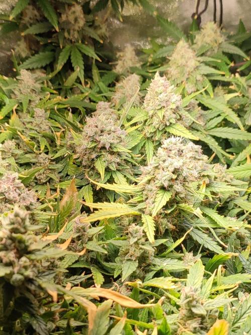 Hydro Aero French Eternity Grow Cup 2026. Week 14