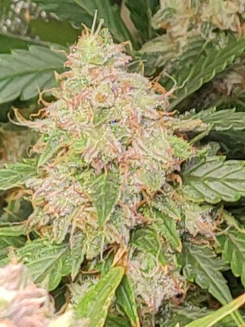 Hydro Aero French Eternity Grow Cup 2026. Week 14