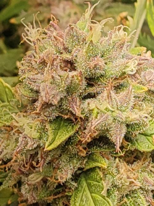 Hydro Aero French Eternity Grow Cup 2026. Week 14