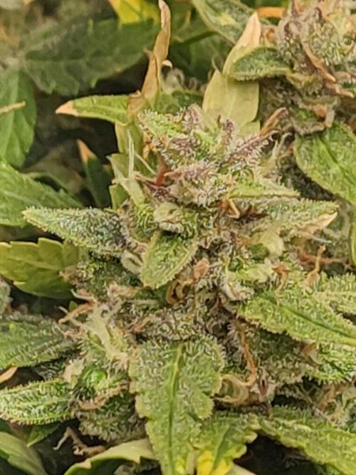 Hydro Aero French Eternity Grow Cup 2026. Week 14