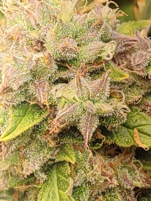 Hydro Aero French Eternity Grow Cup 2026. Week 14