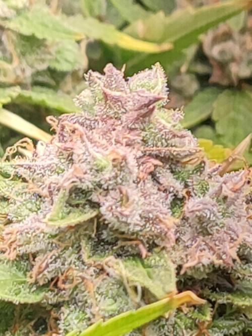 Hydro Aero French Eternity Grow Cup 2026. Week 14