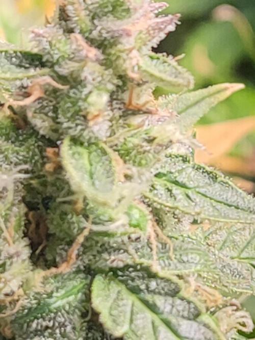 Hydro Aero French Eternity Grow Cup 2026. Week 14