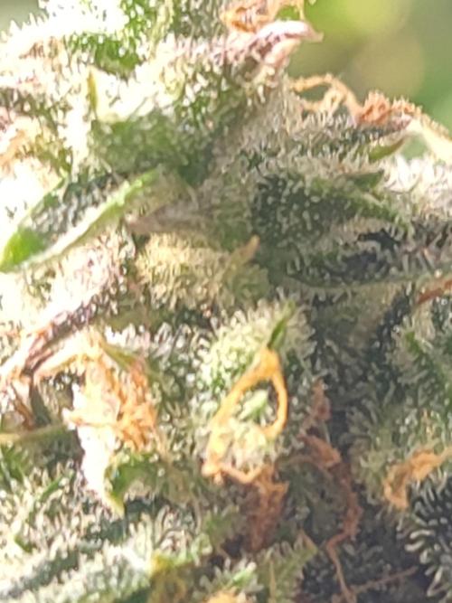Hydro Aero French Eternity Grow Cup 2026. Week 14
