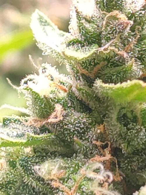 Hydro Aero French Eternity Grow Cup 2026. Week 14