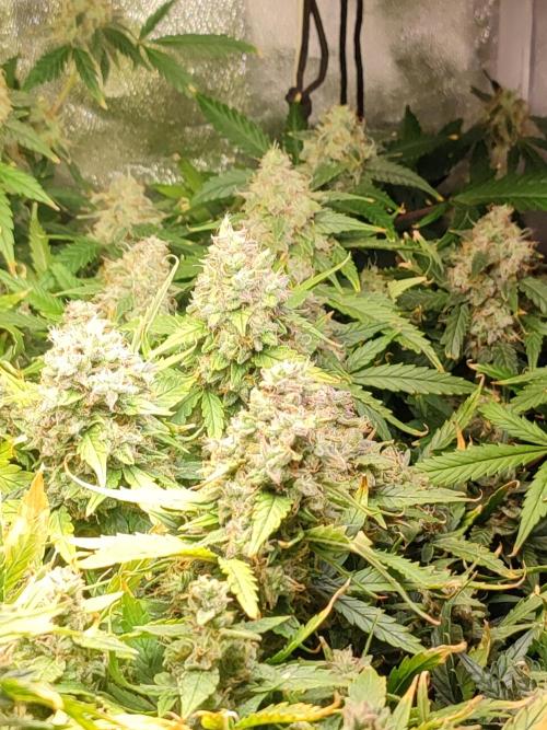 Hydro Aero French Eternity Grow Cup 2026. Week 14