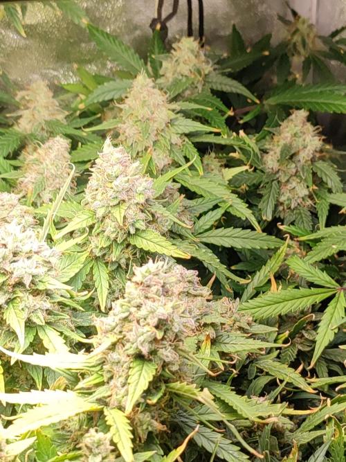 Hydro Aero French Eternity Grow Cup 2026. Week 14