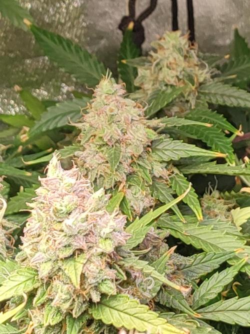 Hydro Aero French Eternity Grow Cup 2026. Week 14