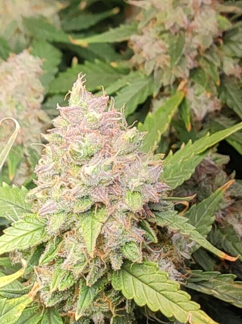 Hydro Aero French Eternity Grow Cup 2026. Week 14