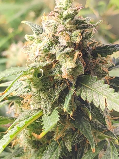 Hydro Aero French Eternity Grow Cup 2026. Week 14