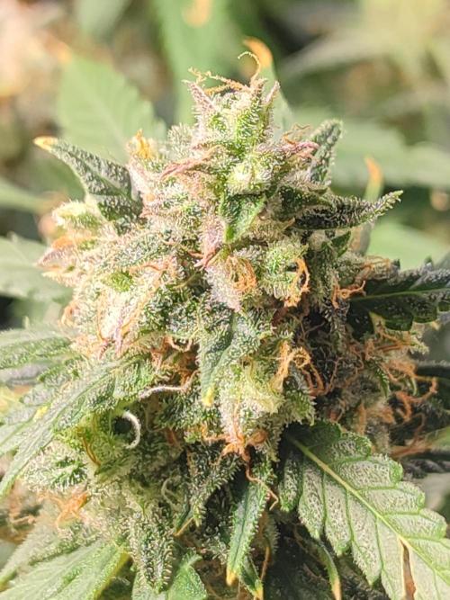 Hydro Aero French Eternity Grow Cup 2026. Week 14