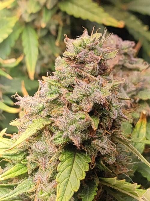 Hydro Aero French Eternity Grow Cup 2026. Week 14