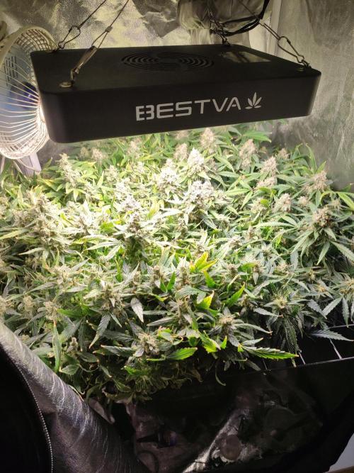 Hydro Aero French Eternity Grow Cup 2026. Week 14