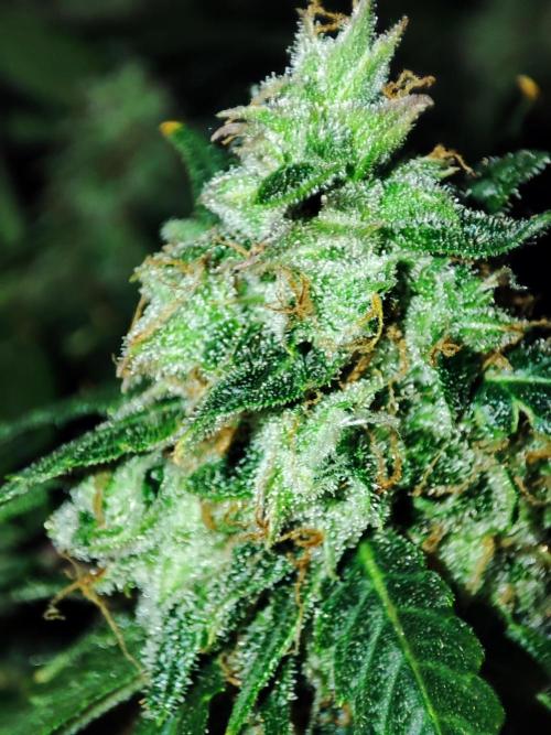 Hydro Aero French Eternity Grow Cup 2026. Week 14