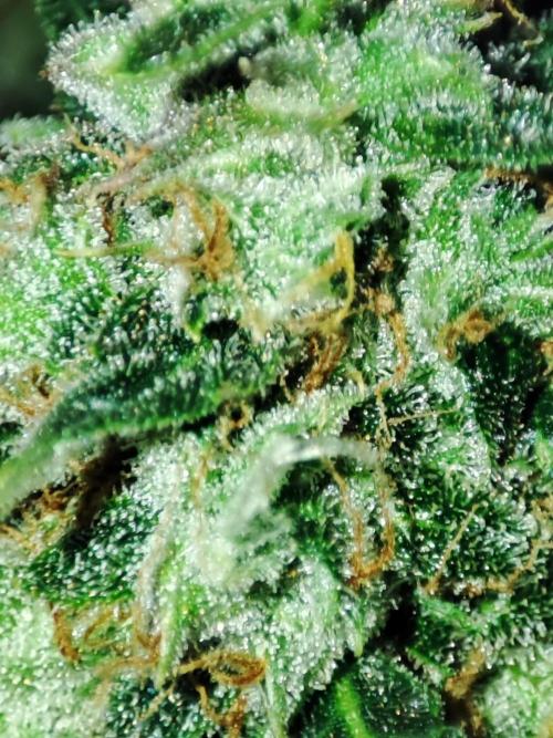Hydro Aero French Eternity Grow Cup 2026. Week 14
