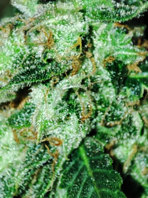 Hydro Aero French Eternity Grow Cup 2026. Week 14