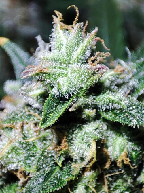 Hydro Aero French Eternity Grow Cup 2026. Week 14