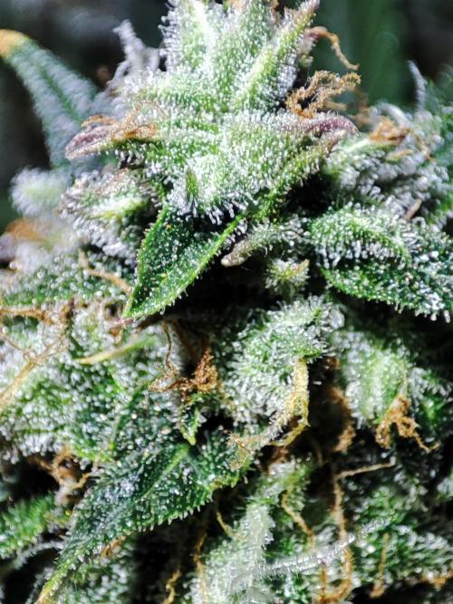 Hydro Aero French Eternity Grow Cup 2026. Week 14