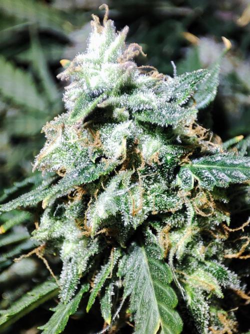 Hydro Aero French Eternity Grow Cup 2026. Week 14