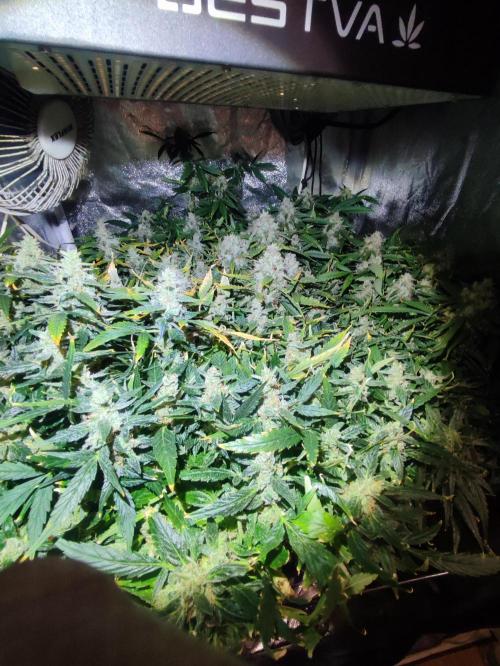 Hydro Aero French Eternity Grow Cup 2026. Week 14