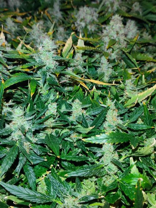 Hydro Aero French Eternity Grow Cup 2026. Week 14