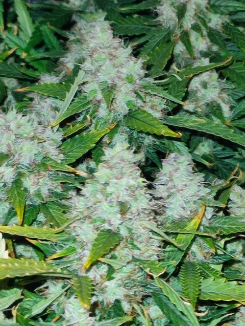 Hydro Aero French Eternity Grow Cup 2026. Week 14