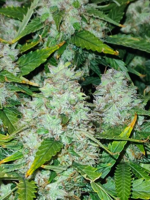 Hydro Aero French Eternity Grow Cup 2026. Week 14