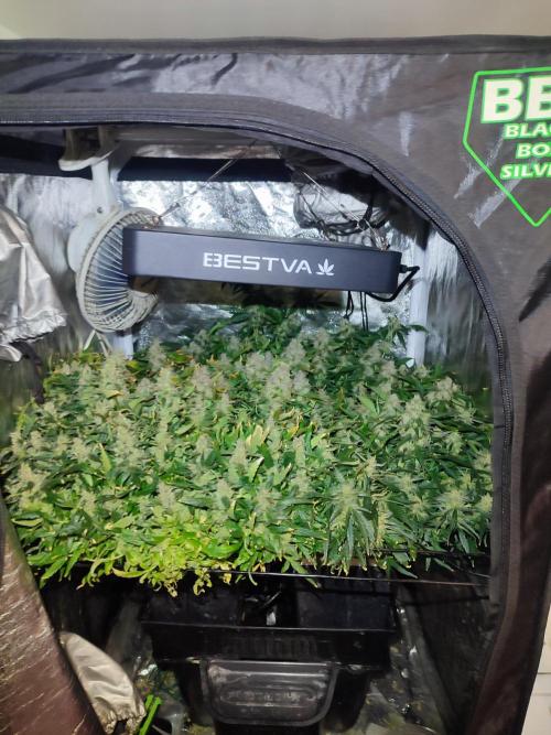 Hydro Aero French Eternity Grow Cup 2026. Week 15