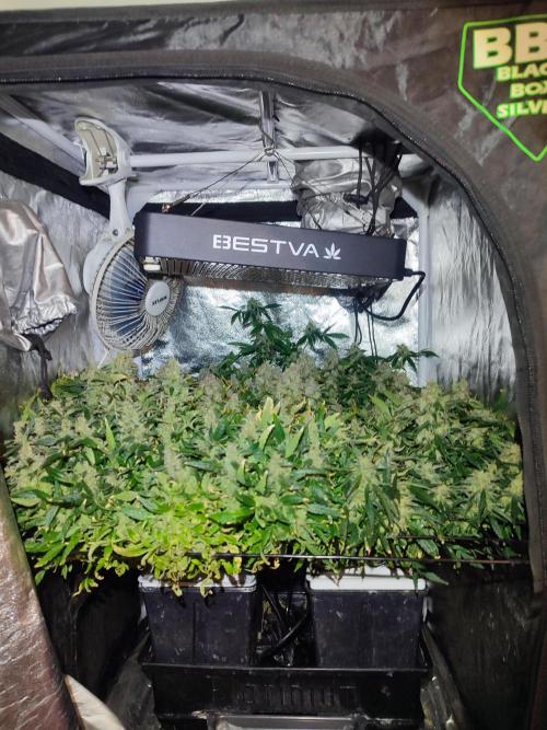 Hydro Aero French Eternity Grow Cup 2026. Week 15