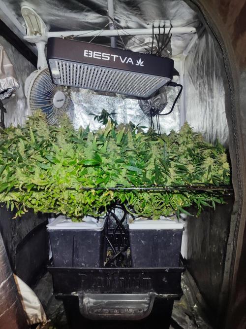 Hydro Aero French Eternity Grow Cup 2026. Week 15