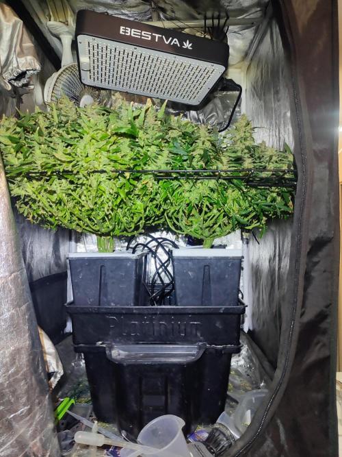 Hydro Aero French Eternity Grow Cup 2026. Week 15
