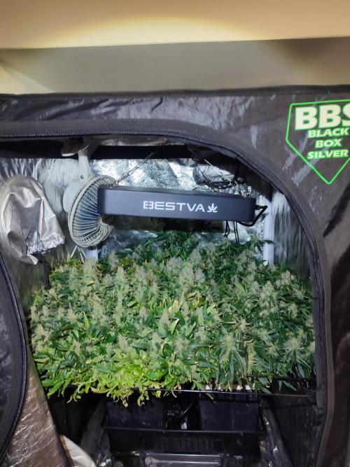 Hydro Aero French Eternity Grow Cup 2026. Week 15