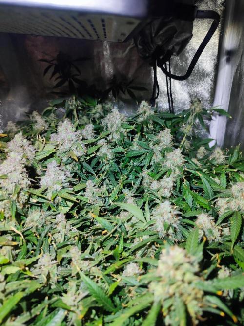 Hydro Aero French Eternity Grow Cup 2026. Week 15