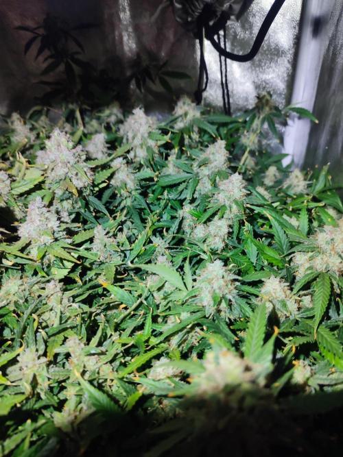 Hydro Aero French Eternity Grow Cup 2026. Week 15