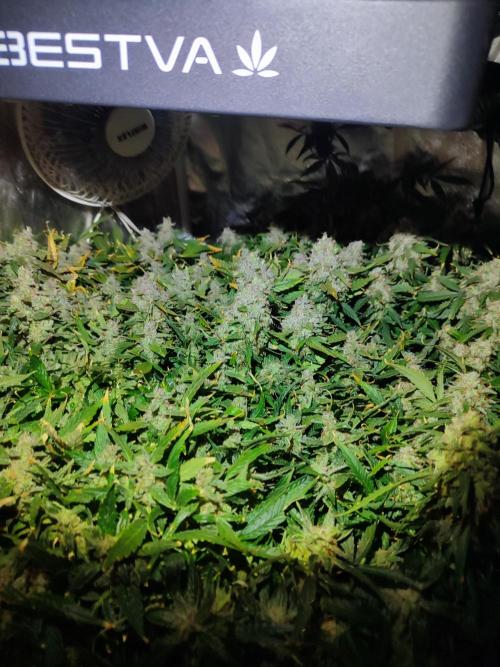 Hydro Aero French Eternity Grow Cup 2026. Week 15