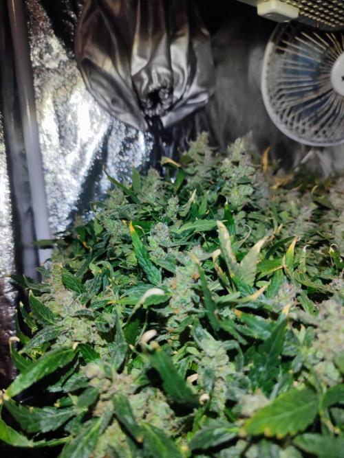 Hydro Aero French Eternity Grow Cup 2026. Week 15