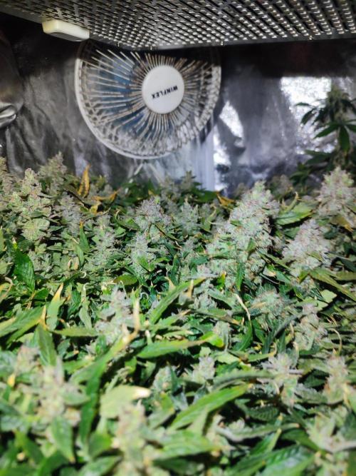 Hydro Aero French Eternity Grow Cup 2026. Week 15