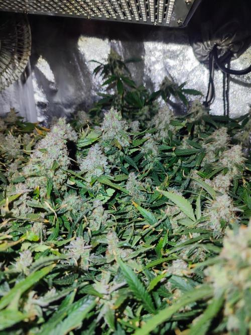 Hydro Aero French Eternity Grow Cup 2026. Week 15