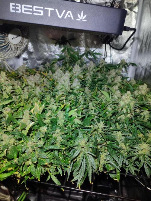 Hydro Aero French Eternity Grow Cup 2026. Week 15