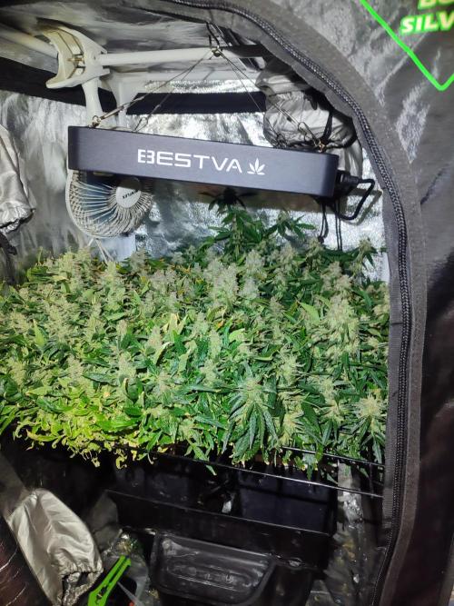 Hydro Aero French Eternity Grow Cup 2026. Week 15