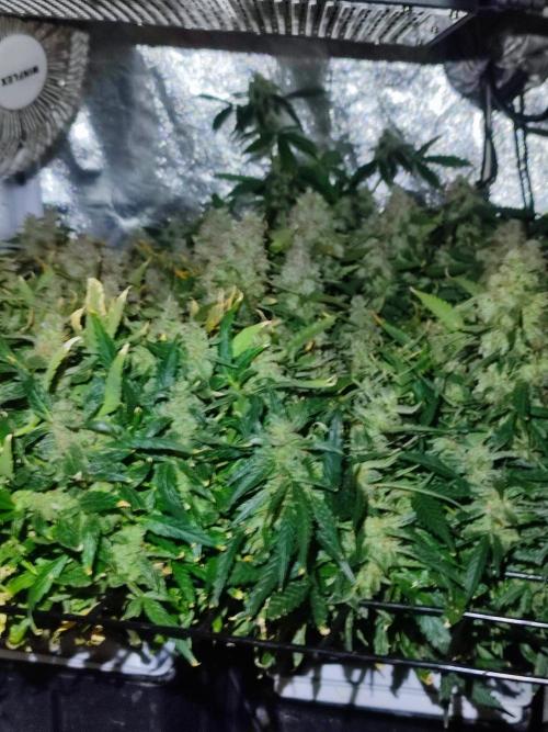 Hydro Aero French Eternity Grow Cup 2026. Week 15