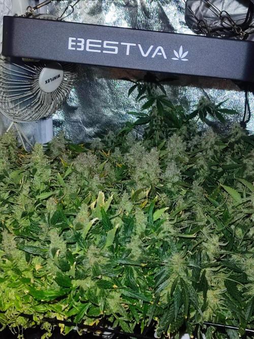 Hydro Aero French Eternity Grow Cup 2026. Week 15