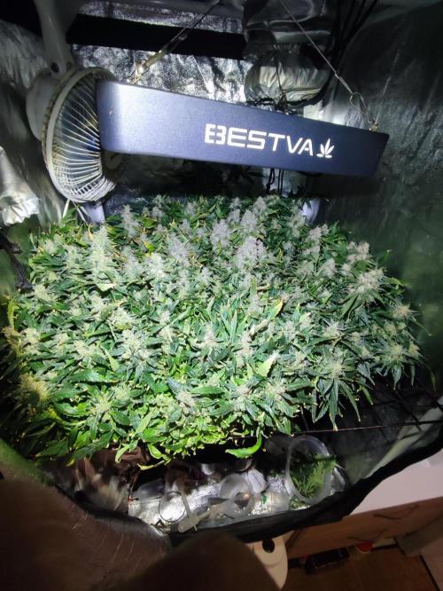 Hydro Aero French Eternity Grow Cup 2026. Week 15