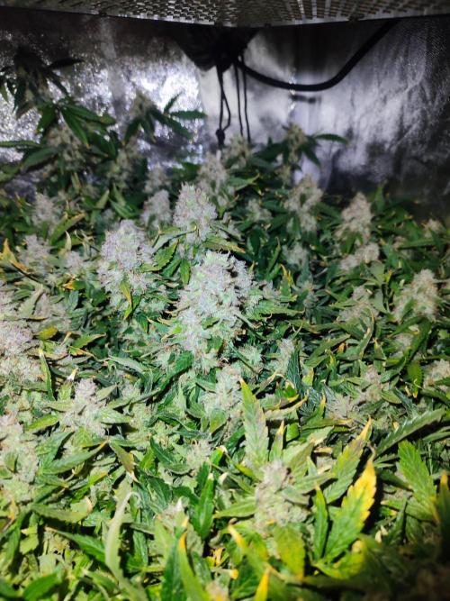 Hydro Aero French Eternity Grow Cup 2026. Week 15