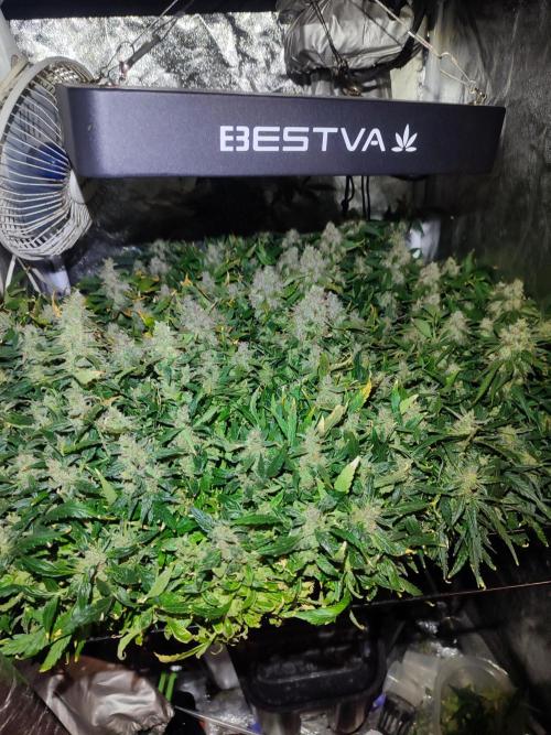 Hydro Aero French Eternity Grow Cup 2026. Week 15
