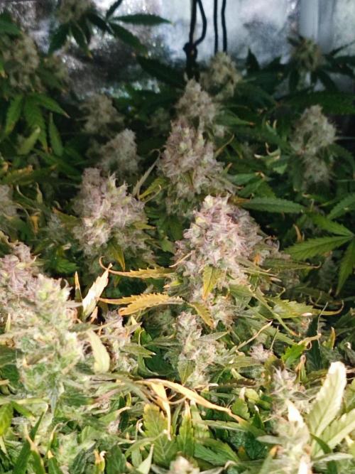 Hydro Aero French Eternity Grow Cup 2026. Week 15