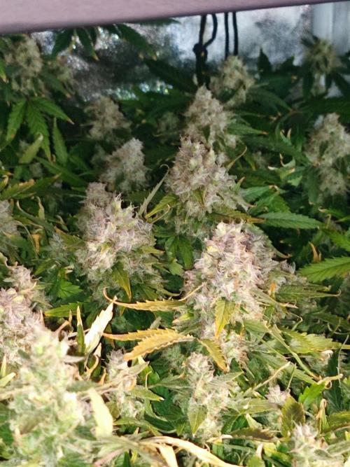 Hydro Aero French Eternity Grow Cup 2026. Week 15